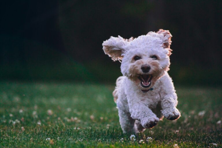 Antrag Hundeauslauf