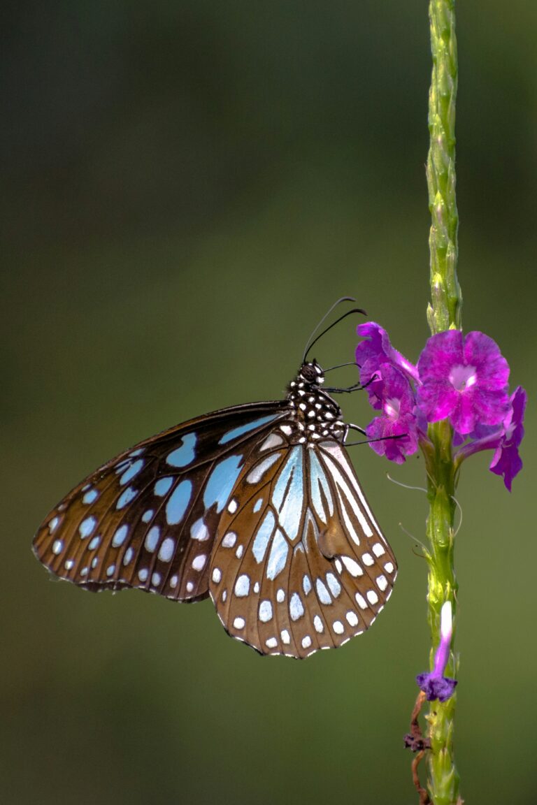 Antrag Schutz vor Insekten